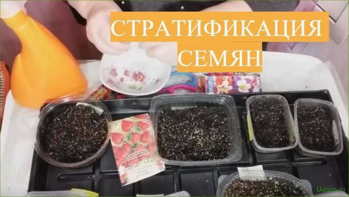 Стратификация семян: особенности и методы