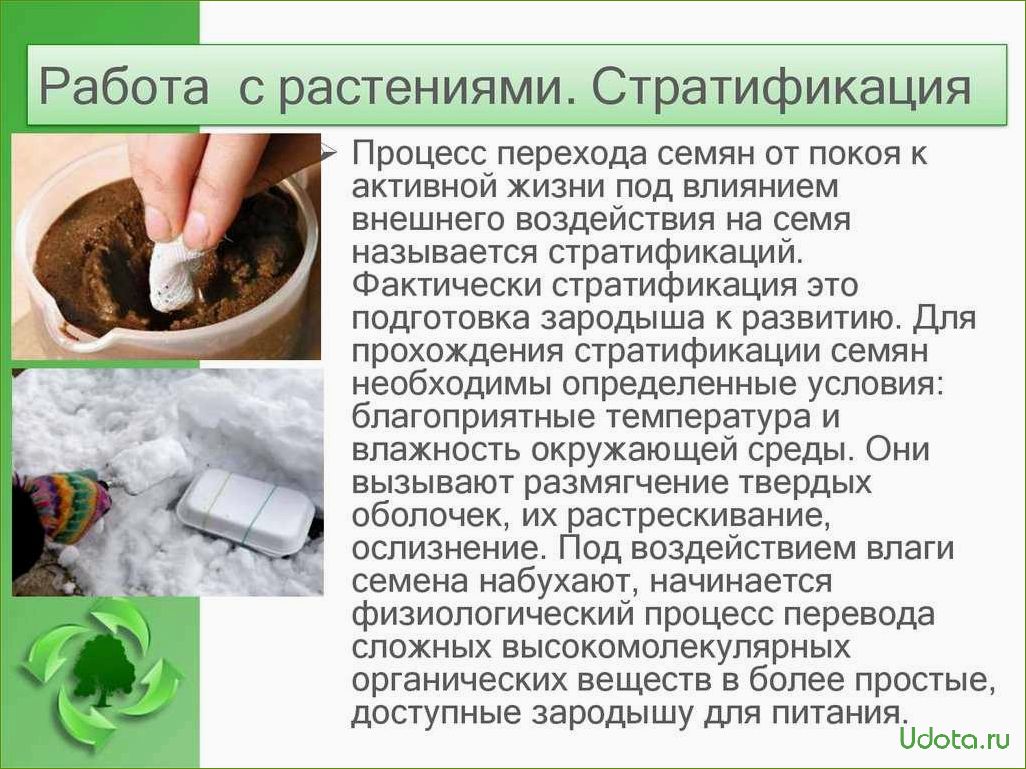 Стратификация семян: особенности и методы