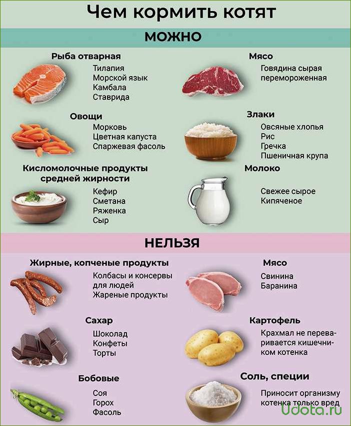 Чем и как кормить кошку правильно: что можно давать и сколько