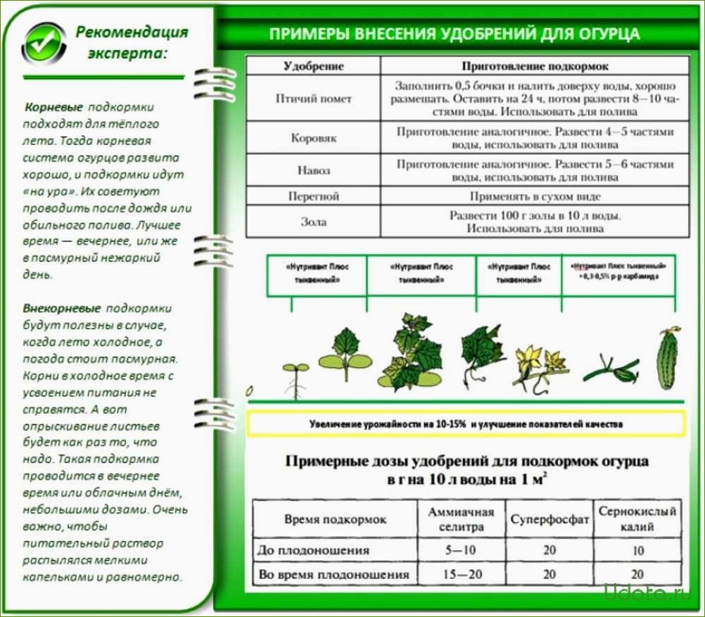 Как поливать помидоры и огурцы в теплице, когда вы отсутствуете на даче: эффективные народные методы