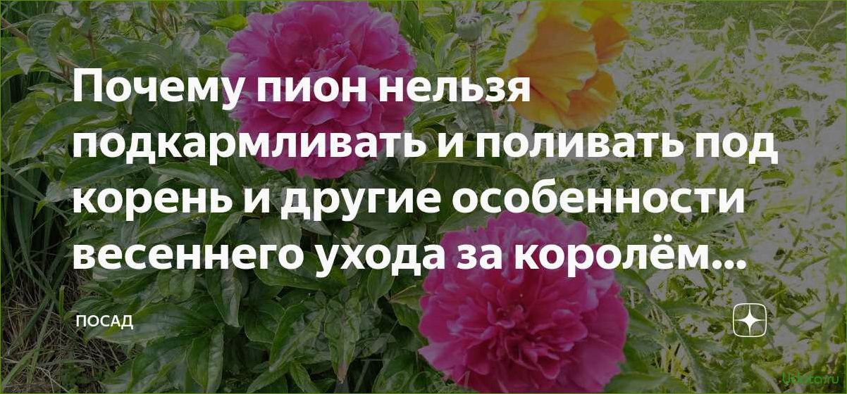 Почему не стоит покупать пионы весной