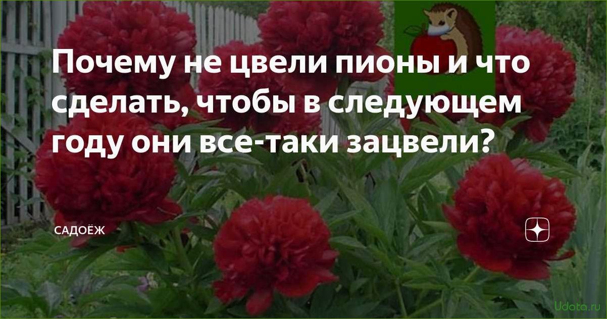 Почему не стоит покупать пионы весной