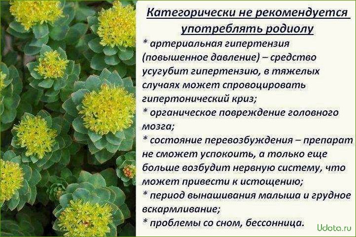 Полезные свойства и противопоказания родиолы розовой + рецепты