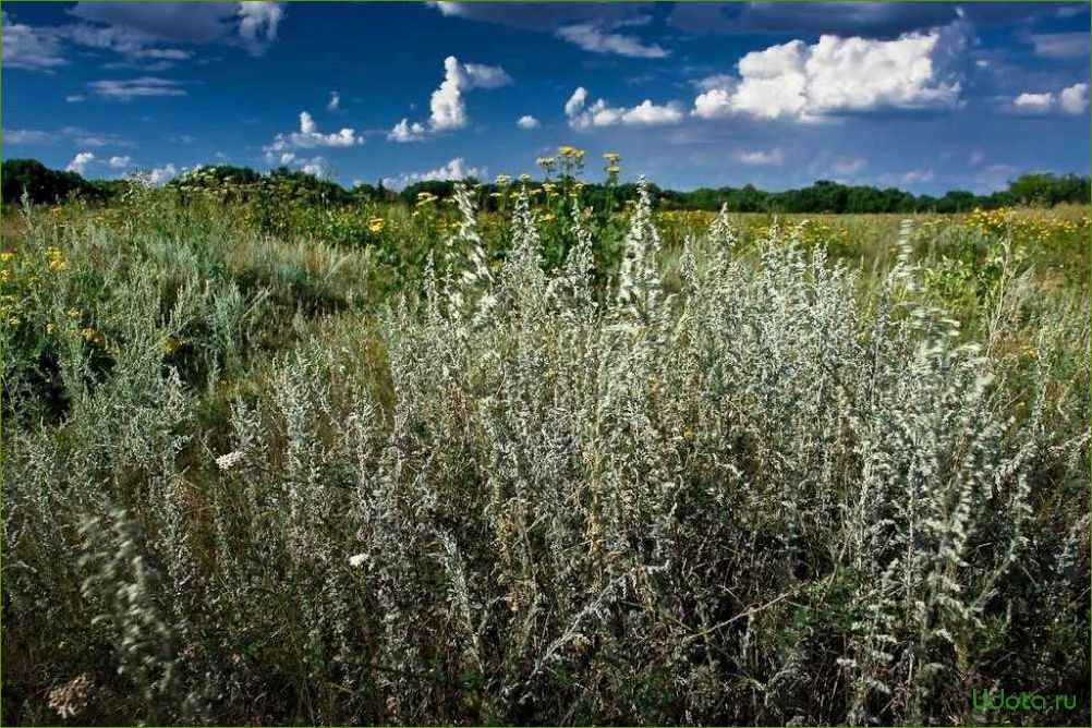 Полынь в саду: неприхотлива, красива, ароматна