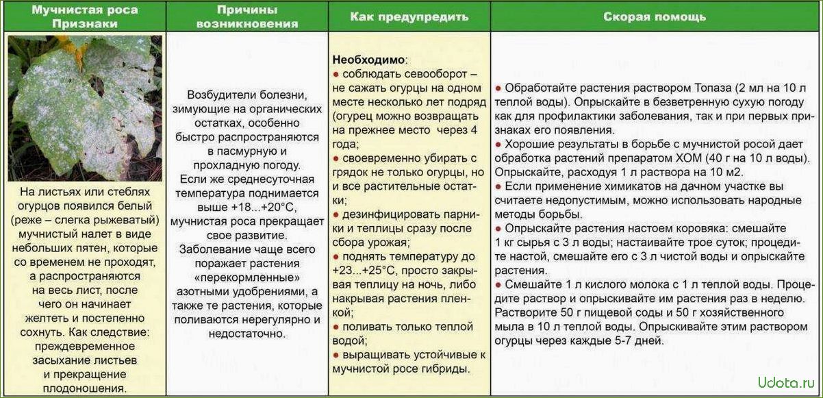 Профилактические меры против болезней косточковых культур