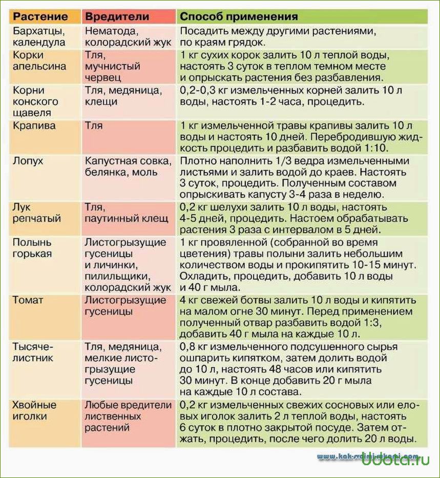 Профилактические меры против болезней косточковых культур