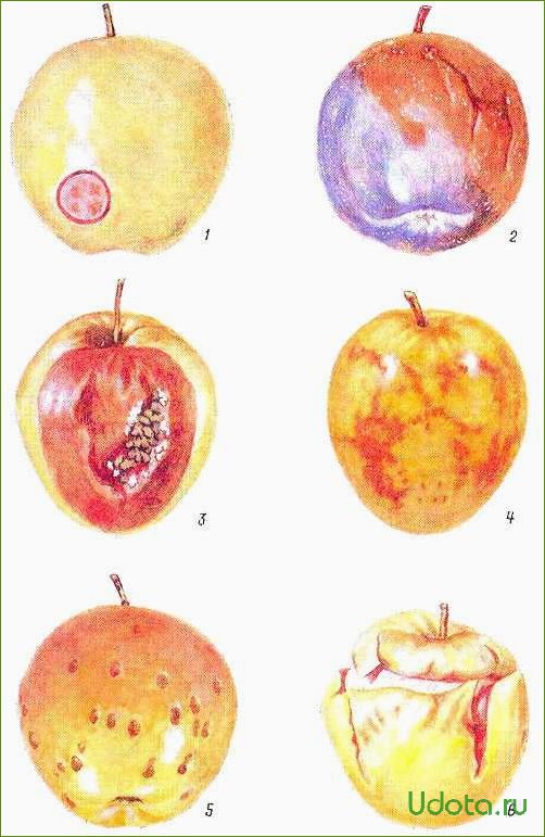 Пухлость и ямчатость яблок: причины и способы борьбы