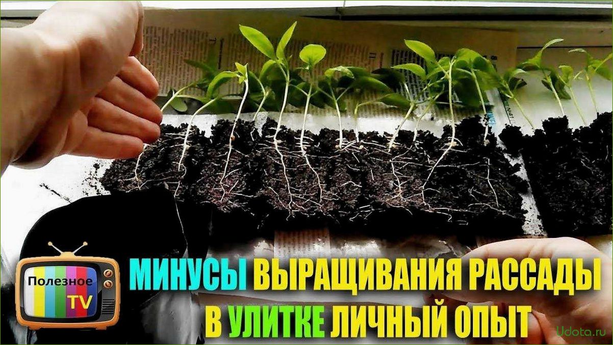 Рассада на туалетной бумаге, в рулетке или на пеленке, а также рассада по-московски: технология посева