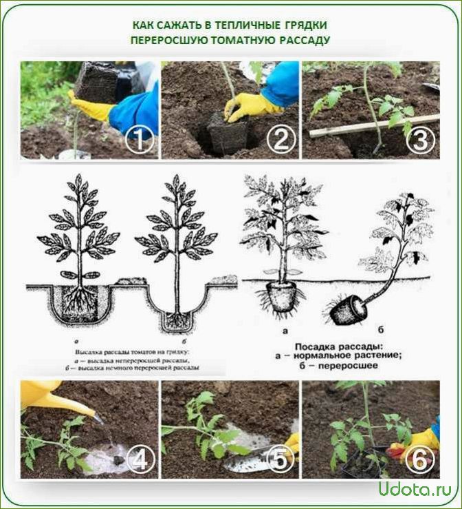 Рассада помидоров: от посева семян до высадки в грунт или теплицу