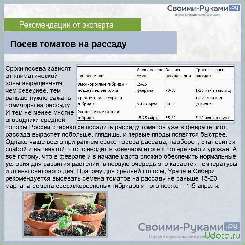 Рассада помидоров: от посева семян до высадки в грунт или теплицу