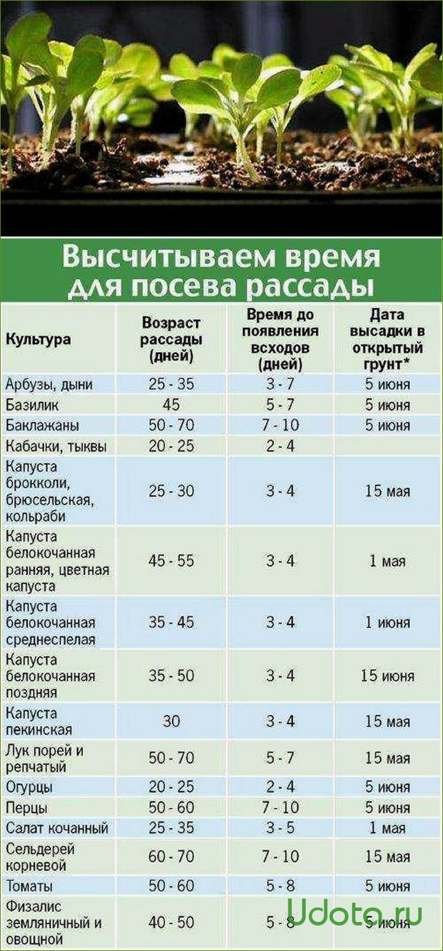 Рассада помидоров: от посева семян до высадки в грунт или теплицу