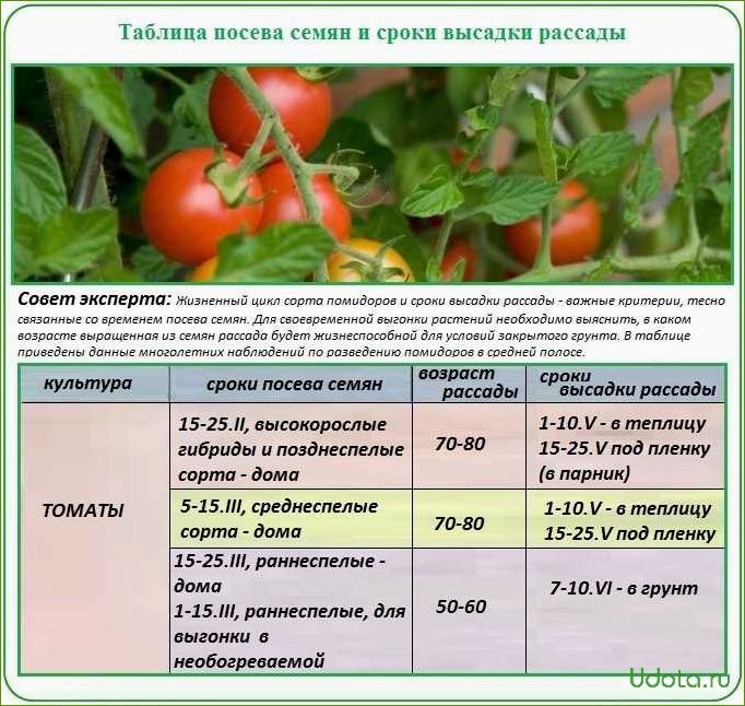 Рассада помидоров: от посева семян до высадки в грунт или теплицу