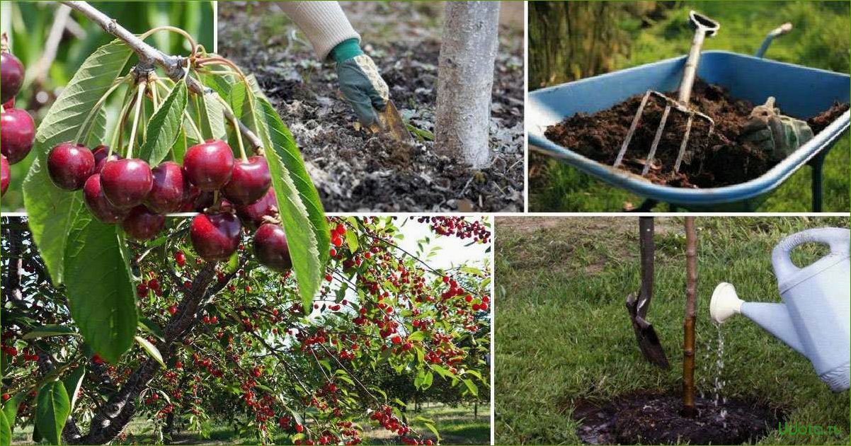 Саженцы декоративных и плодово-ягодных культур для посадки: выбор и уход