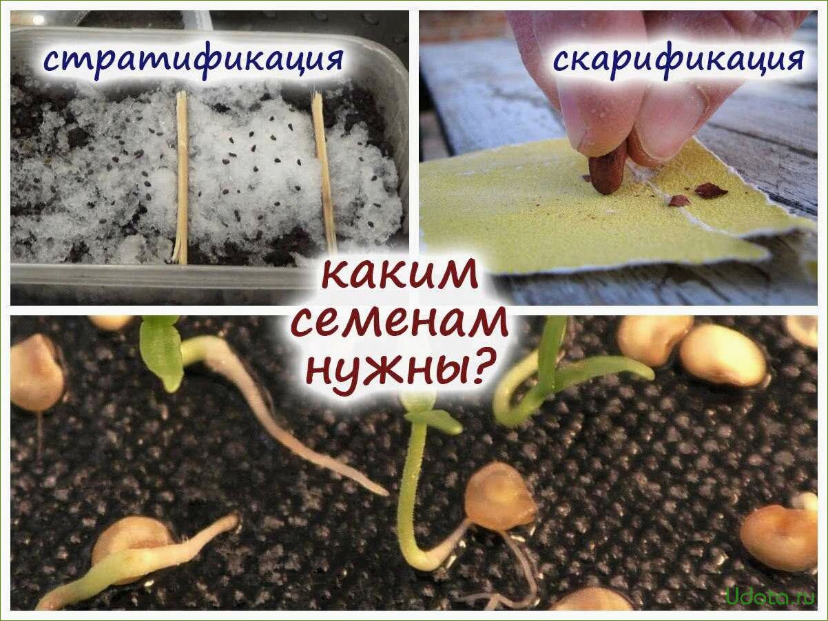 Скарификация семян: что это такое и зачем она нужна?