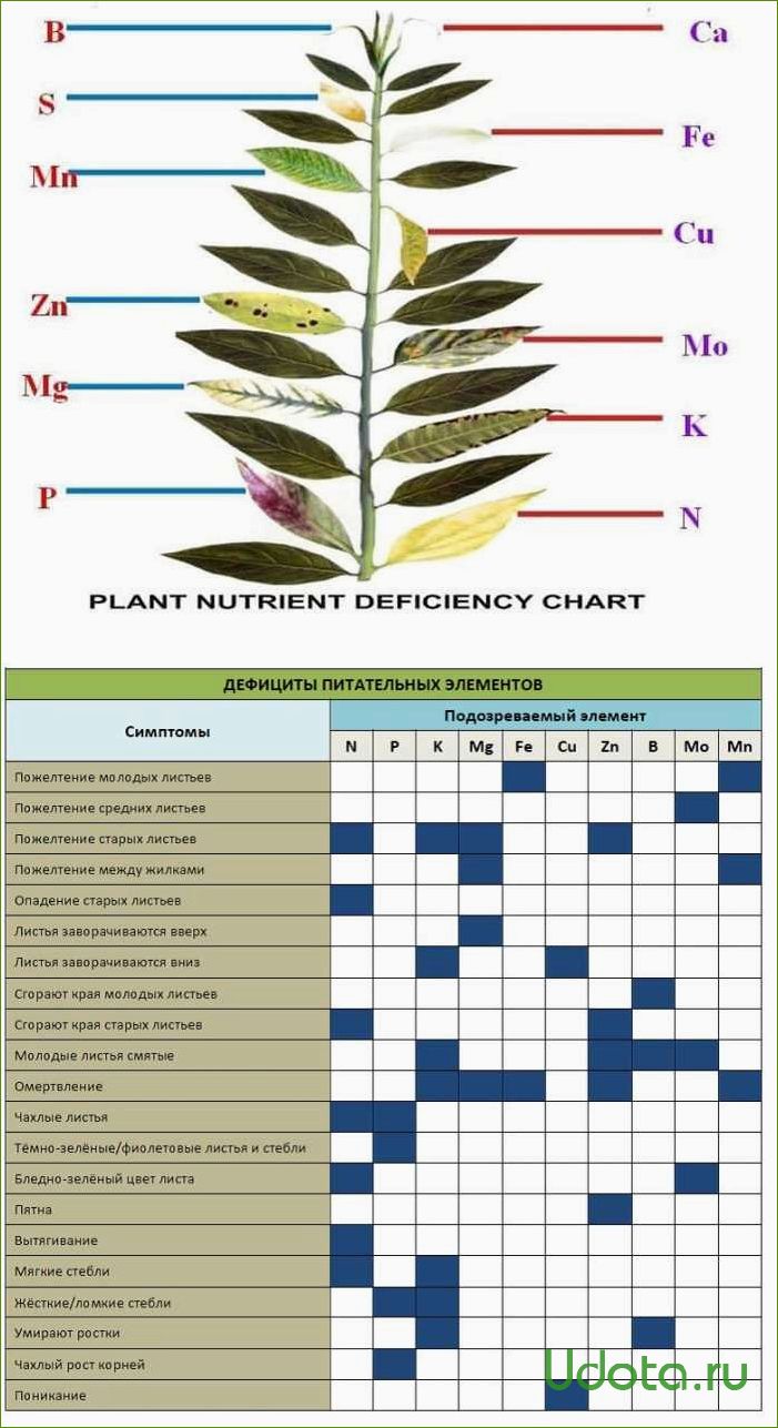 Чего не хватает томатам? Учимся определять недостаток макро- и микроэлементов по состоянию растений