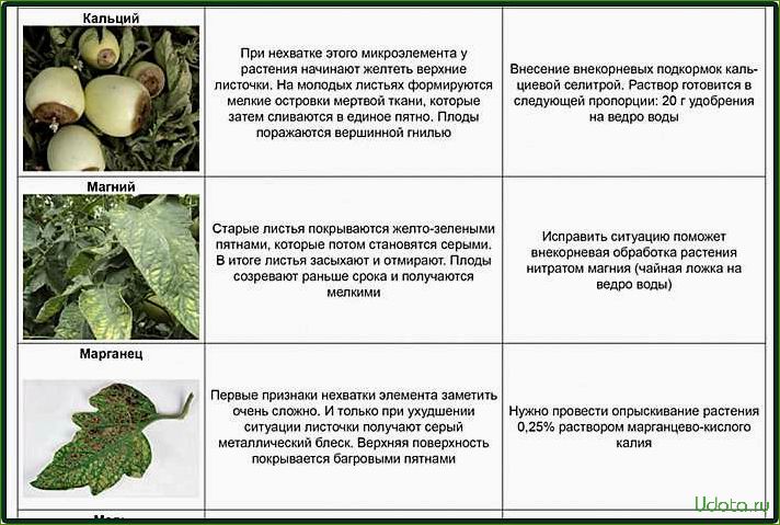 Чего не хватает томатам? Учимся определять недостаток макро- и микроэлементов по состоянию растений