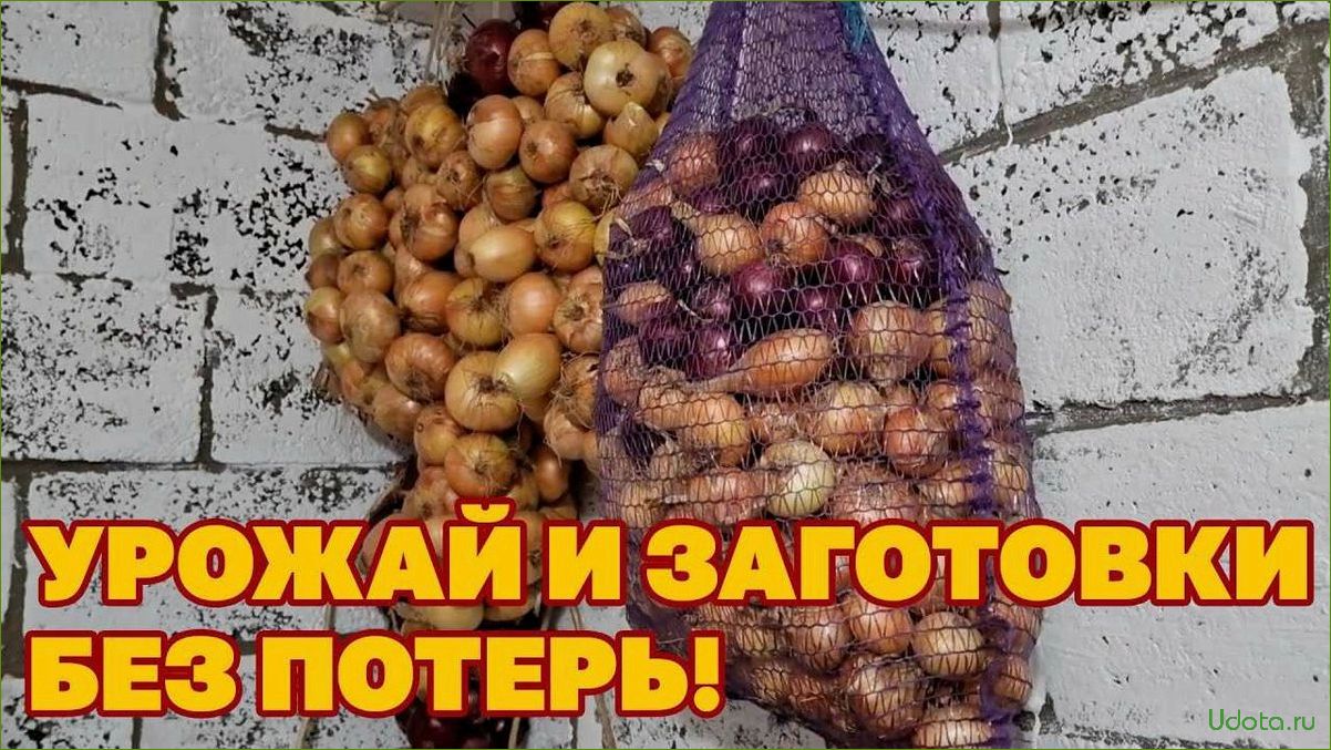 Что случилось с морковью? Почему гниет и не хранится урожай