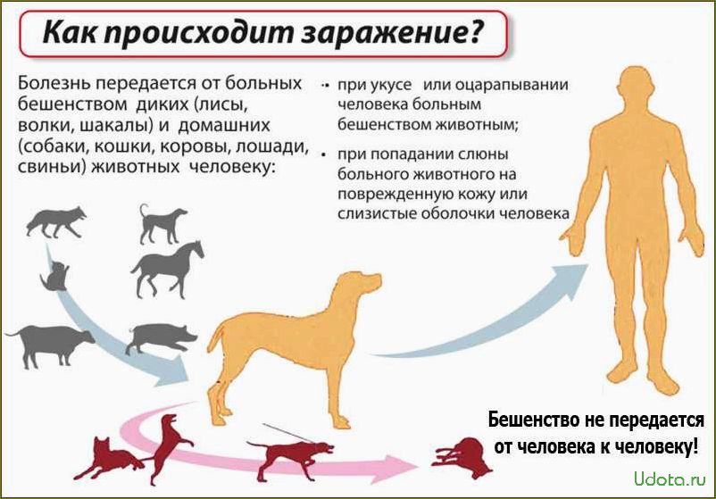 Собаки и их способность чувствовать наши болезни: миф или реальность?