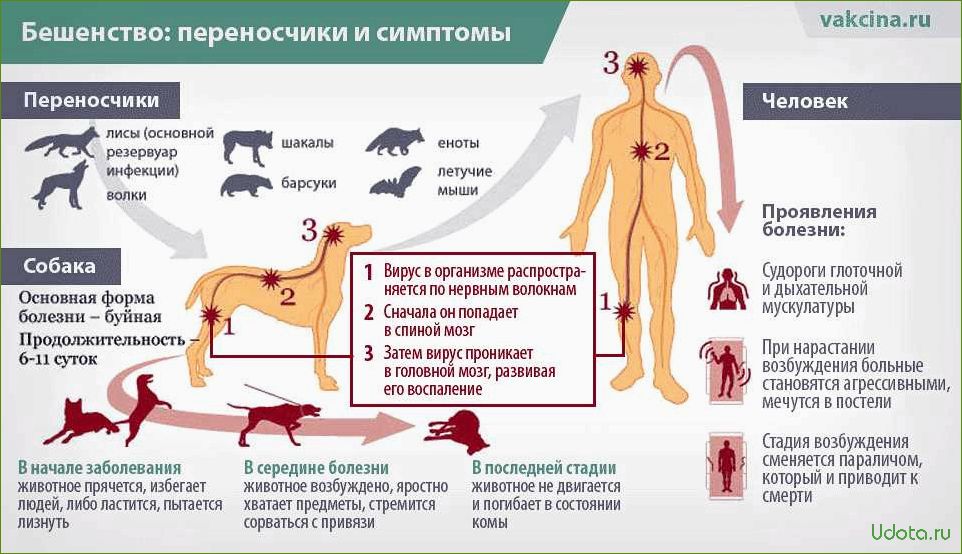 Собаки и их способность чувствовать наши болезни: миф или реальность?