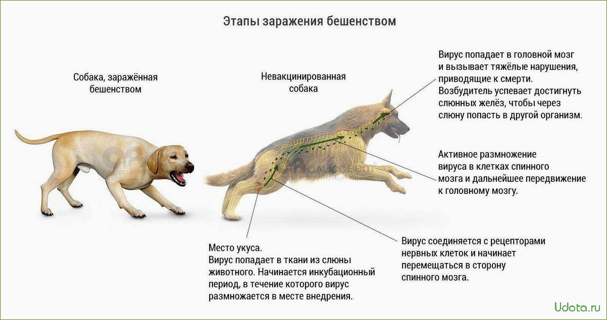 Собаки и их способность чувствовать наши болезни: миф или реальность?