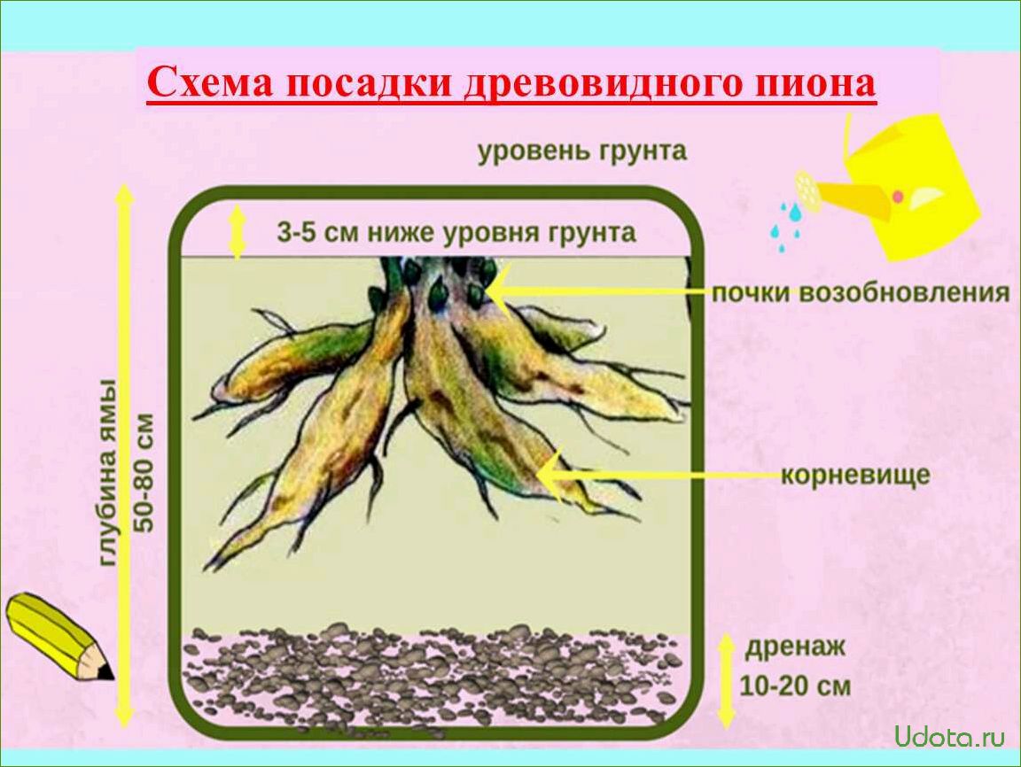 Правила покупки пионов: когда и где лучше