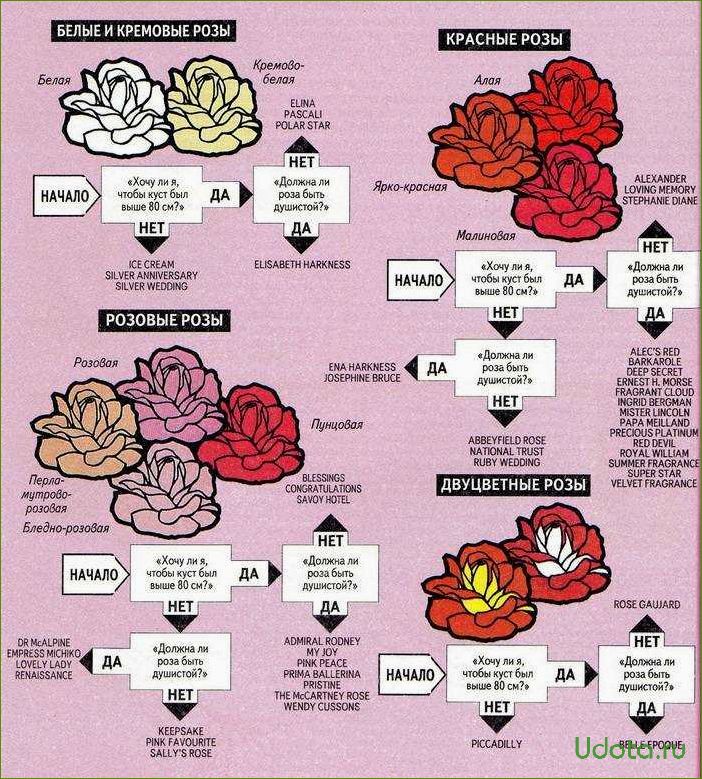 Правила покупки роз: что, где и по какой цене