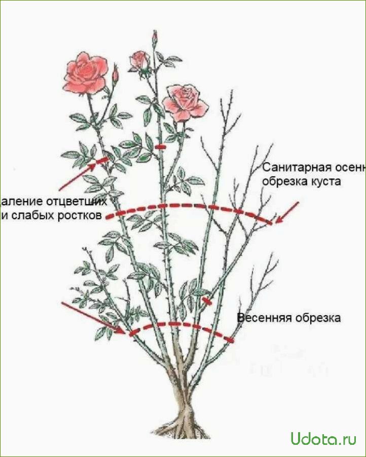 Правила покупки роз: что, где и по какой цене