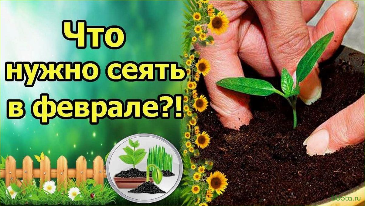 Идеальная рассада для февраля: какие культуры выбрать для посева?