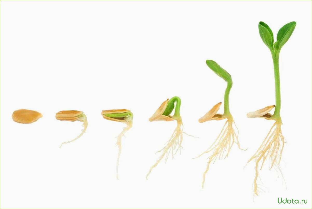Рассада огурцов своими руками: от семечка до плодов