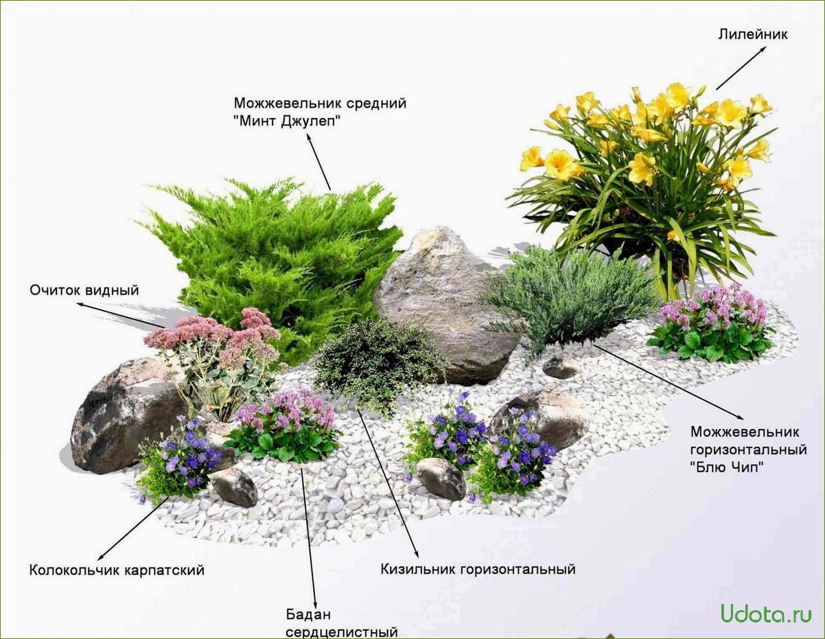 Растения для альпийской горки: виды и лучшие композиции