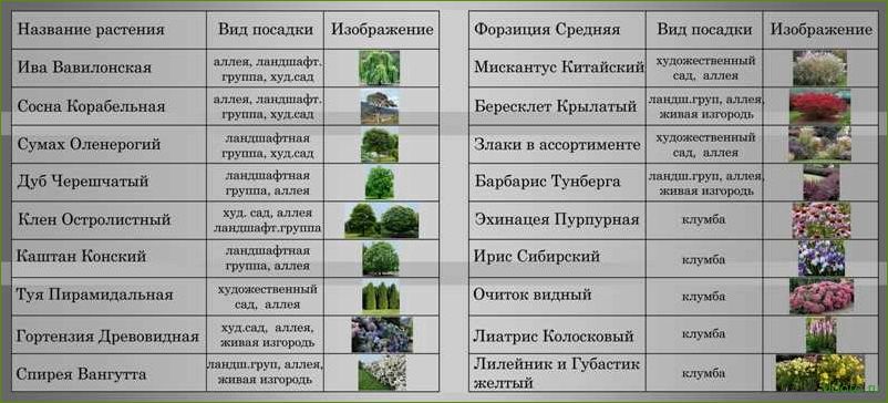 Подбор и уход за растениями в ландшафтном дизайне: разнообразие видов, советы по посадке и уходу.