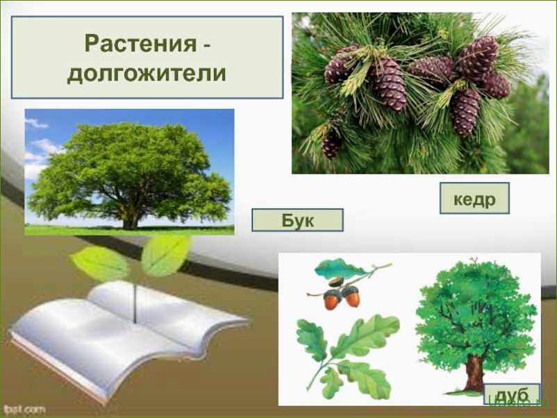 Растения, которые живут долго: особенности и секреты долголетия