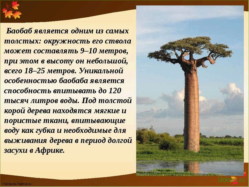 Растения, которые живут долго: особенности и секреты долголетия