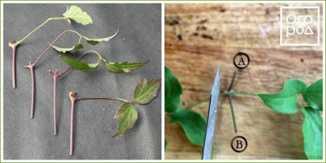 Как размножить клематисы: основные способы и советы