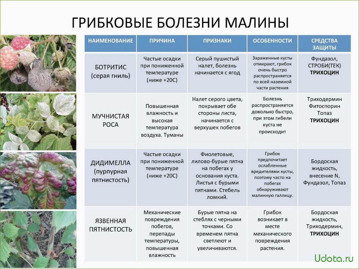 Сибирские ирисы: покупка, посадка, подкормки, размножение, защита от болезней и вредителей