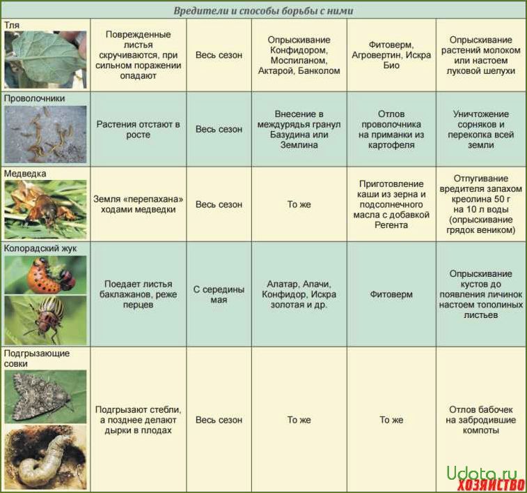 Сибирские ирисы: покупка, посадка, подкормки, размножение, защита от болезней и вредителей