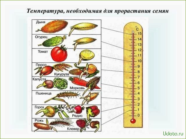 Световой режим для семян: светочувствительные и темновсхожие семена