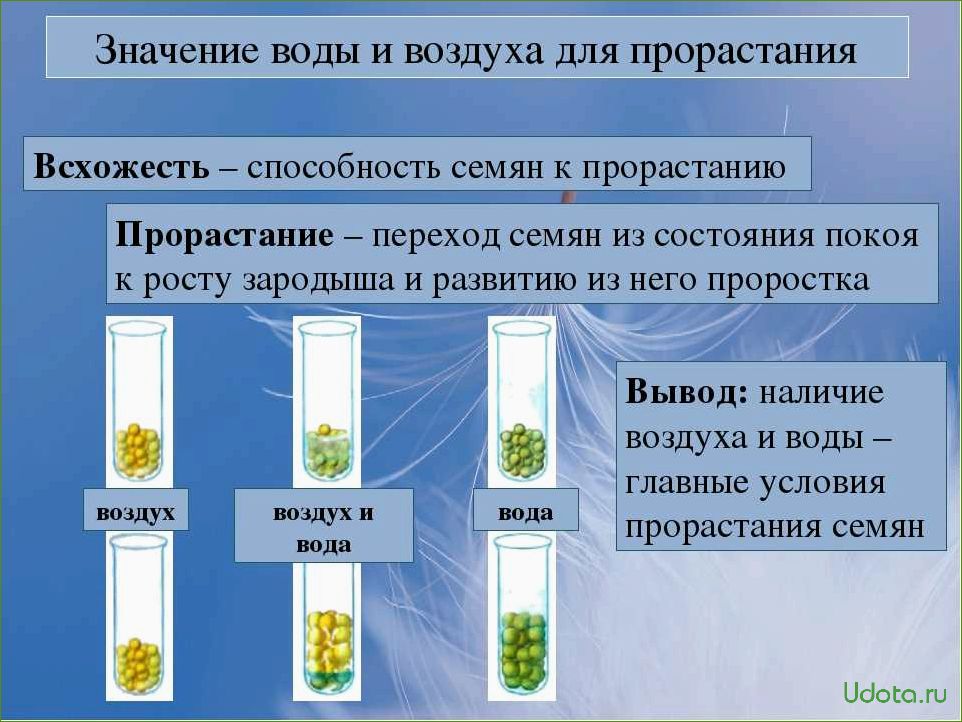 Световой режим для семян: светочувствительные и темновсхожие семена