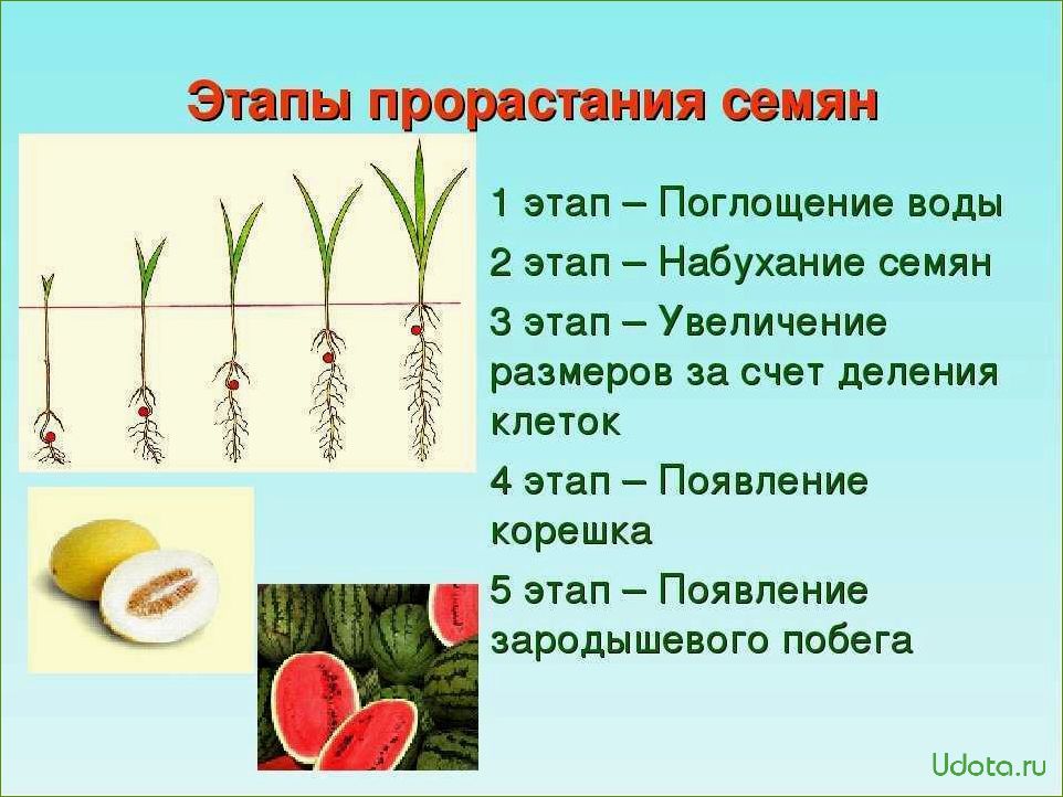 Рост фасоли по дням таблица