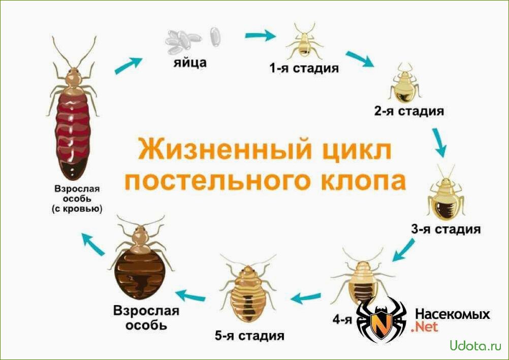 Чем на самом деле пахнет в вашей спальне: клопами или коньяком?