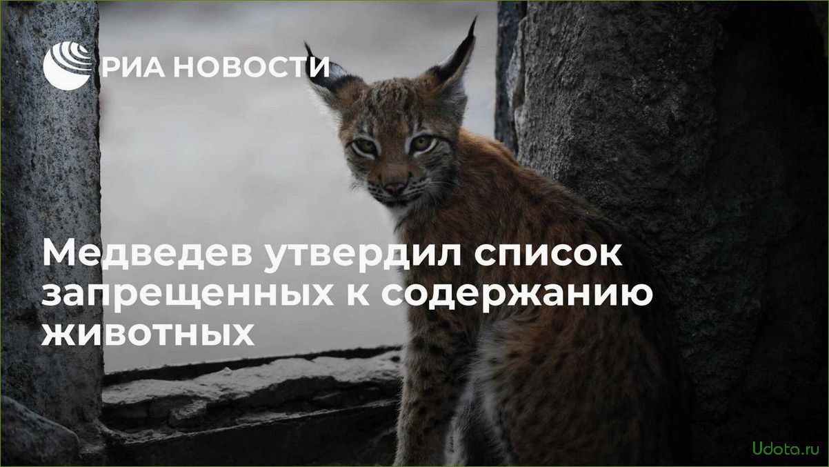 Правительство утвердило список животных, запрещенных для содержания в домашних условиях