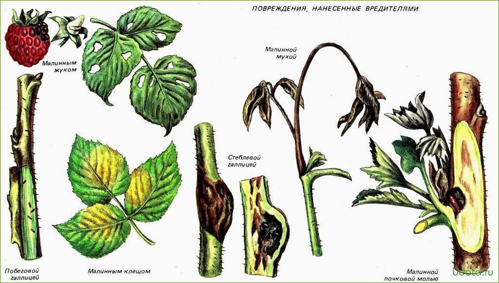 Самые опасные болезни и вредители малины: как спасти ягодник?
