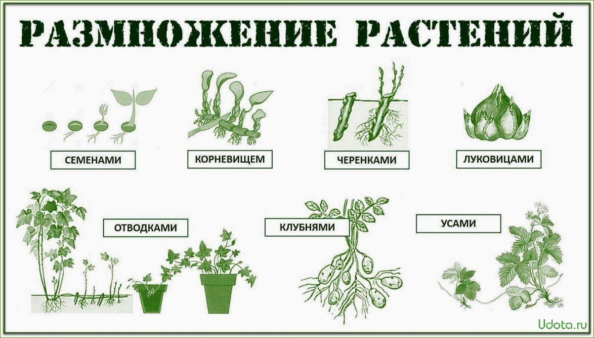 Семенное размножение ардизии: особенности и методы