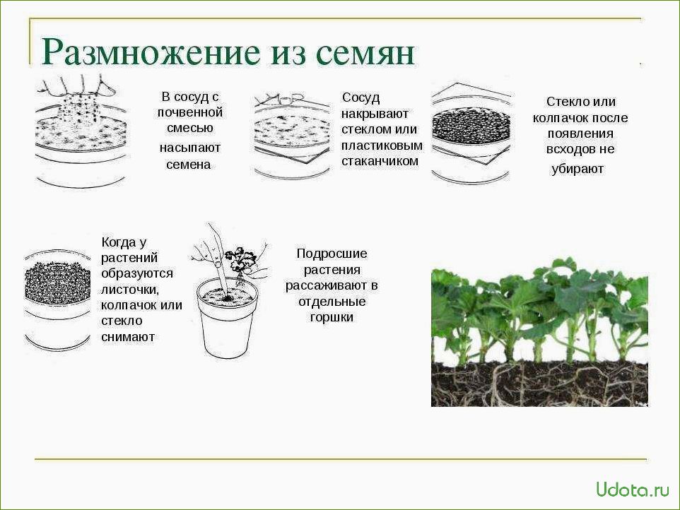 Семенное размножение ардизии: особенности и методы