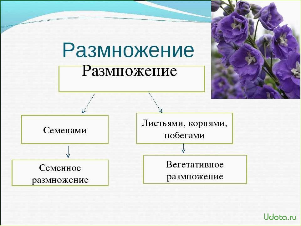 Семенное размножение ардизии: особенности и методы