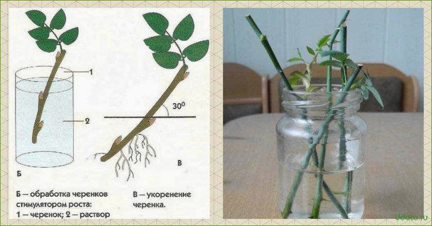 Семенное размножение ардизии: особенности и методы