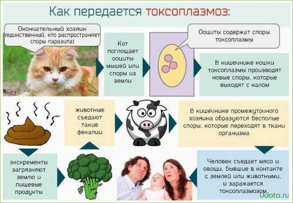 Токсоплазмоз и домашние кошки: как защититься от заболевания