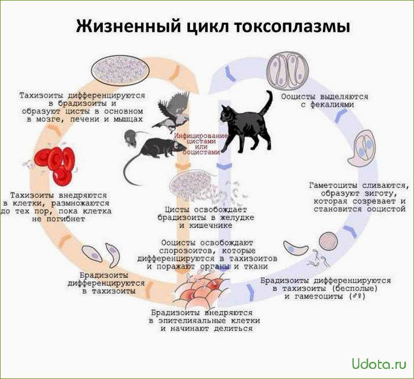 Токсоплазмоз и домашние кошки: как защититься от заболевания