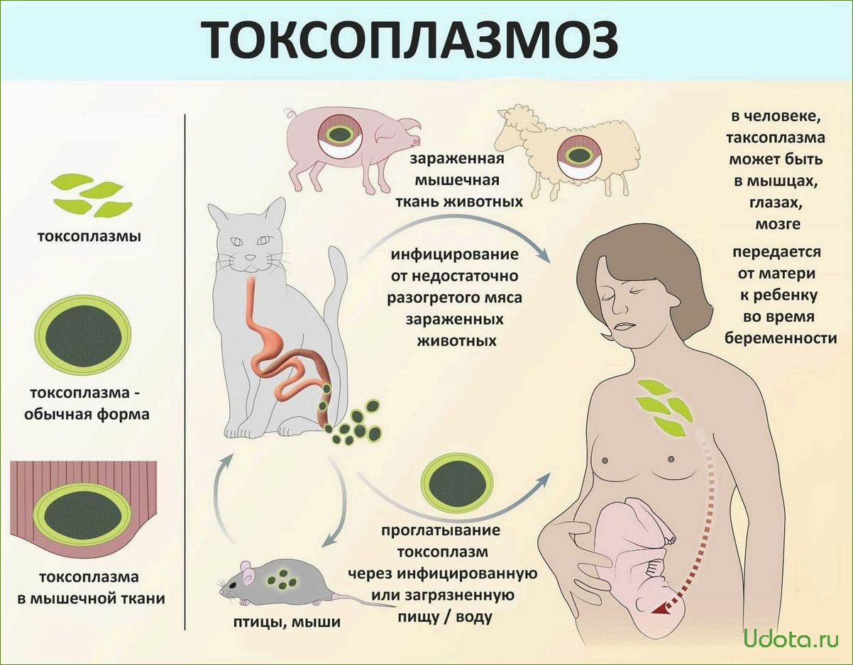 Токсоплазмоз и домашние кошки: как защититься от заболевания