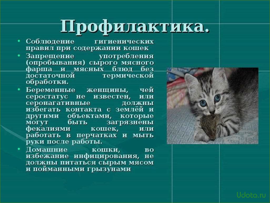 Токсоплазмоз и домашние кошки: как защититься от заболевания